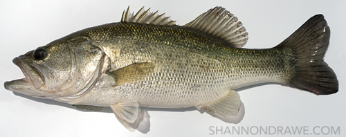 largemouth bass lake ray roberts on fly