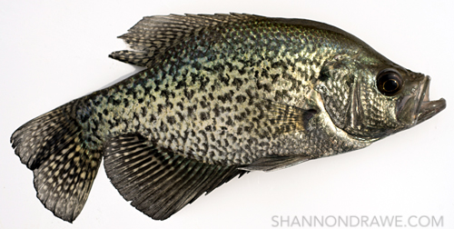 lake ray roberts crappie