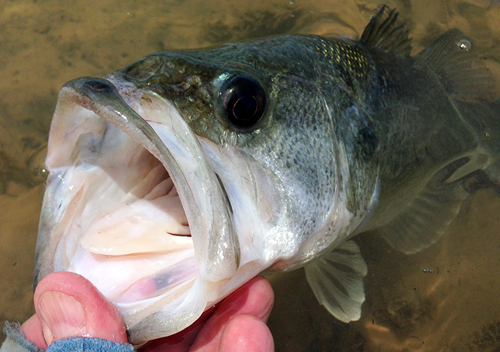 ray roberts largemouth bass on fly rod