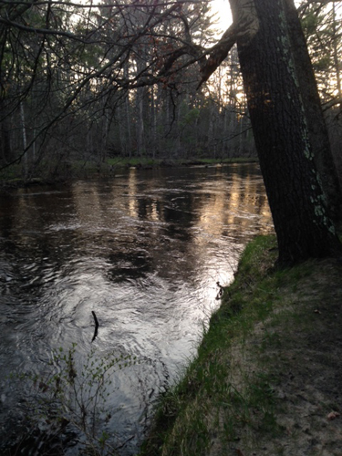 pere marquette fly fishing - Courtesy Joyce Davis