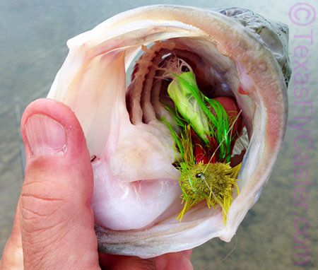 fly rod fishing for largemouth bass on lakes