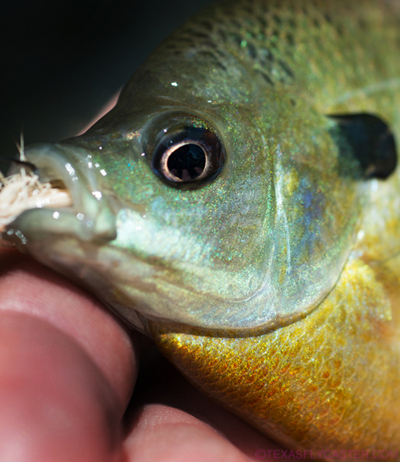 brushy creek fly fishing texas central Texas Georgetown