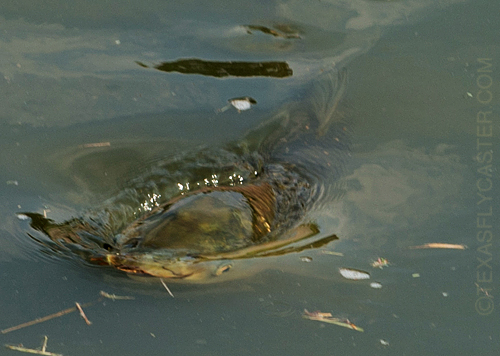 brays bayou grass carp eating topwater