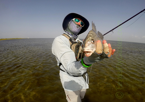 black drum on fly - courtesy photo