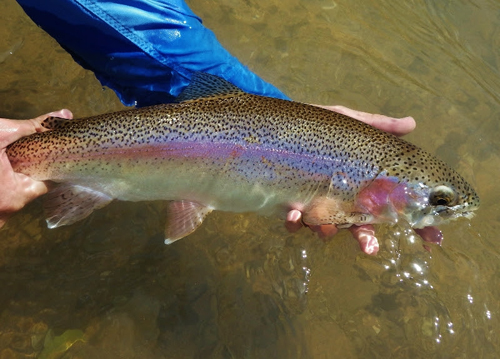 Photo Courtesy Living Waters Fly Fishing