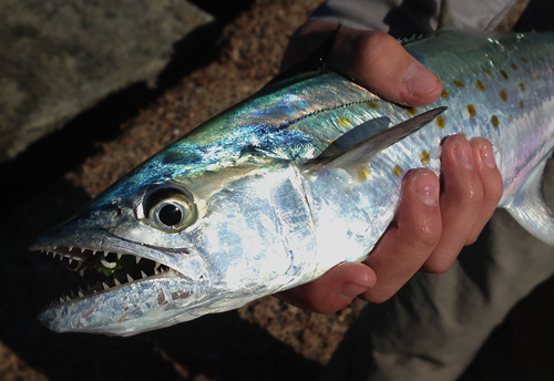 Port Aransas spanish mackerel - photo Courtesy FWFF