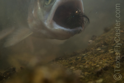 Pecos River New Mexico rainbow trout.