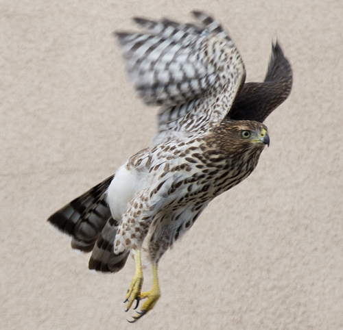 hawk adobe background santa fe new mexico