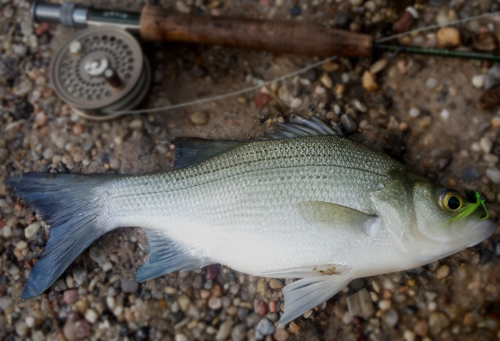 Fly Fishing for Houston Sand Bass  - Courtesy Houston Fly Fishing