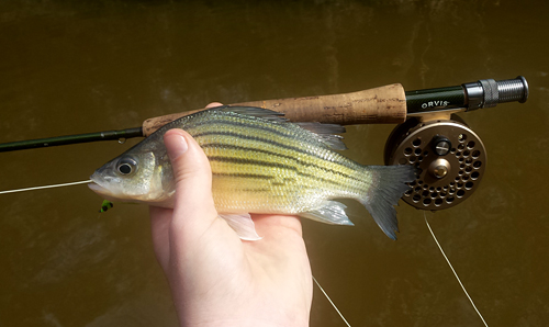 Yellow bass from Houston Fly Fishing 