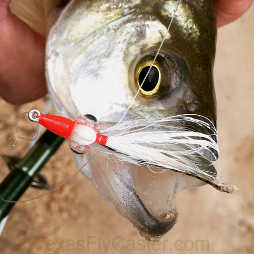 fly fishing for sand bass houston