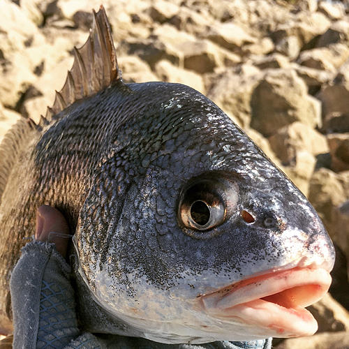 black drum gaspergou big ugly