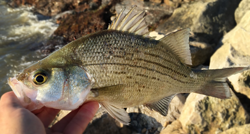 Texas sand bass on fly