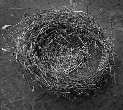 bird nest