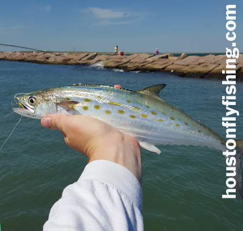 spanish mackerel Lydia Ann Flymasters houstonflyfishng