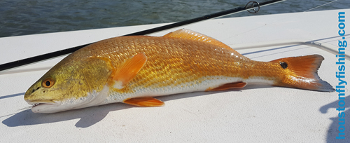 texas redfish on fly lydia ann flymasters tournament courtesy houstonflyfishing