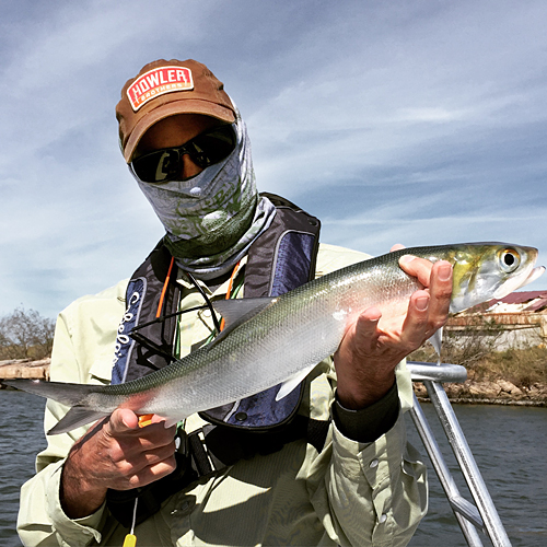 ladyfish brownsville ship channel texas