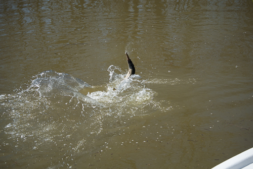 Texas Fly Fishing Texas Fly Caster Gar on Fly Lagoon Skiff