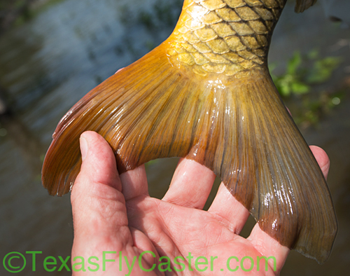 texas fly fishing carp on fly guide