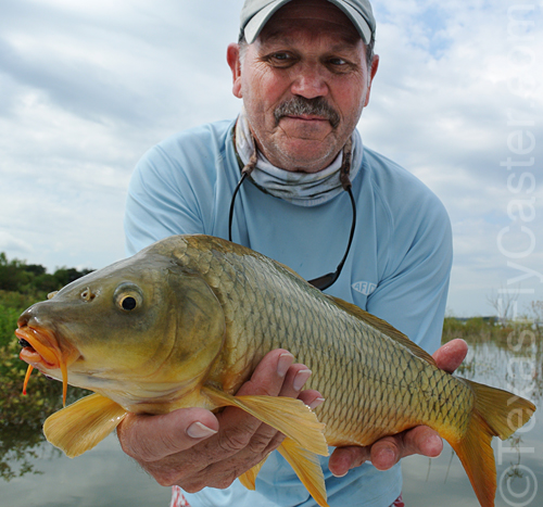 Carp on fly texas fly fishing 