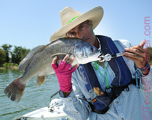 black freshwater drum on fly ray roberts 