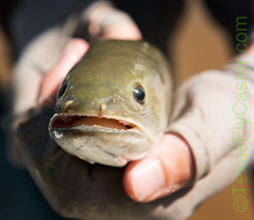 Are You Ready to Get Prehistoric? Houston Bowfin on Fly