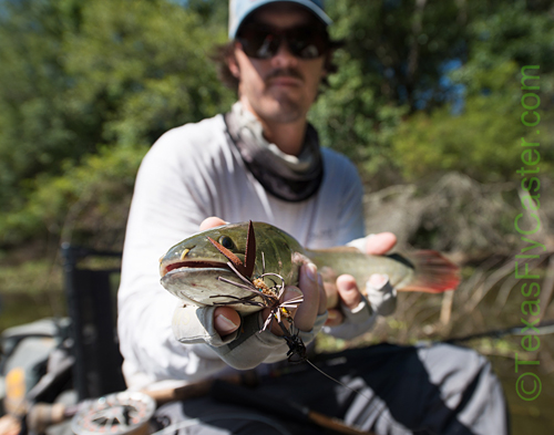 The mighty prehistoric bowfin, Fishing