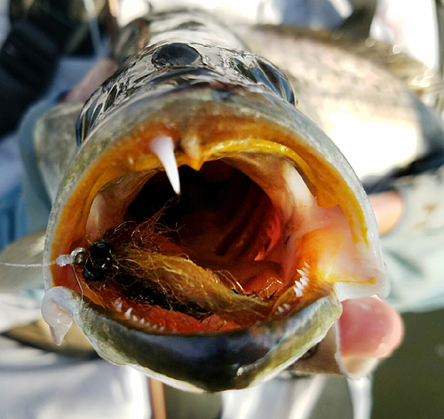 GISP Speckled Trout CBrooks Courtesy Photo