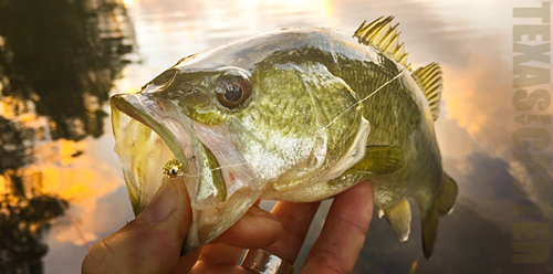 Bass on Fly Pond Bass Houston fly fishing