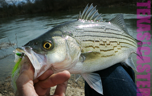 texas fly fishing for hybrid bass