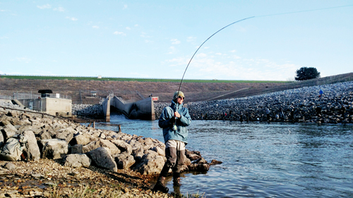 texasflyfishing hybrid bass on fly ray roberts texas guide