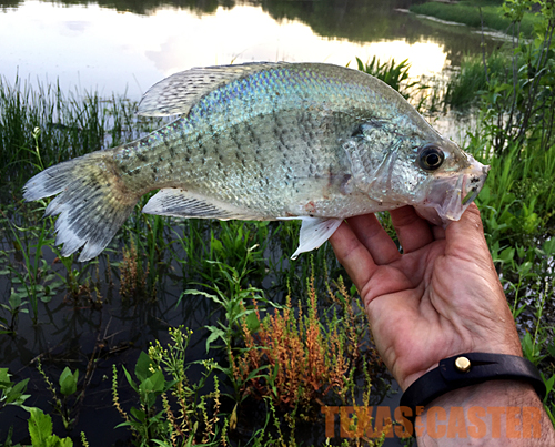 fly fishing crappie