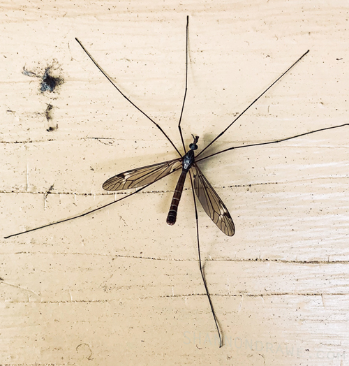 Crane Fly