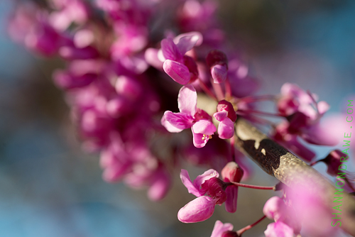 Denton Redbud Tree Flowers