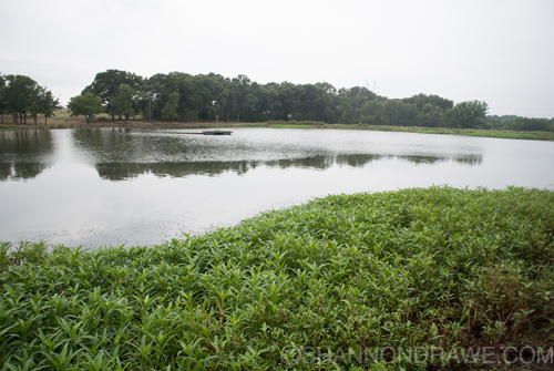 Pond Biology