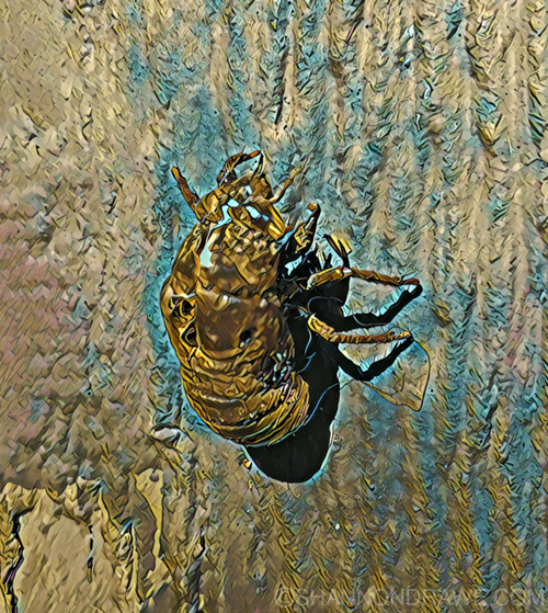 Cicada Texas Bug Entomology