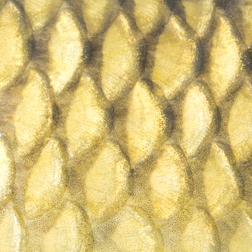 carp scales