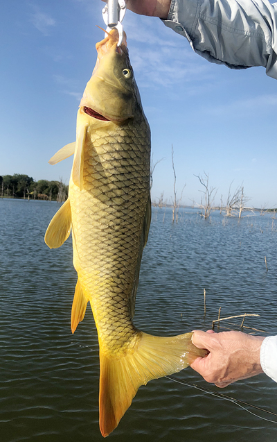 Ray Roberts Lake Texas carp on fly. Catch and release only.