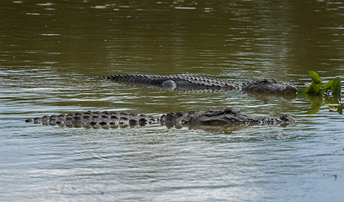 Alligators Laguna Atascosa National Wildlife Refuge 2023.