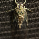 Cicada Double Shot This Spring