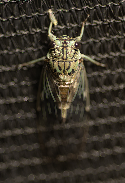 Texas cicada
