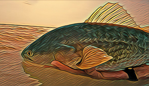 redfish lower laguna madre art