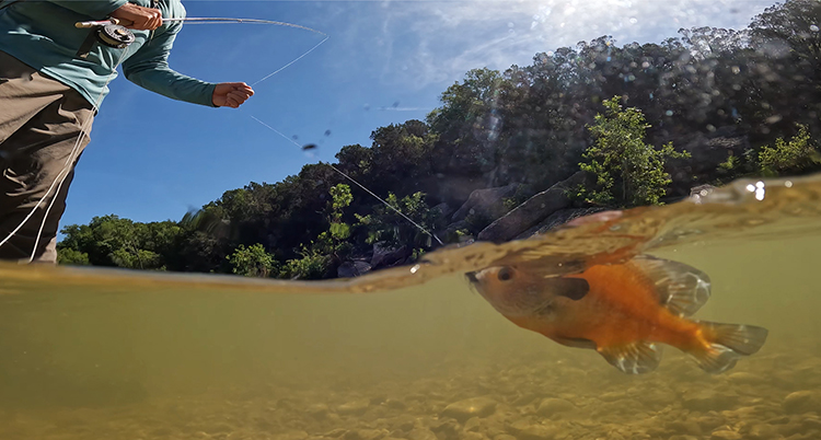 texas sunfish paluxy river glen rose