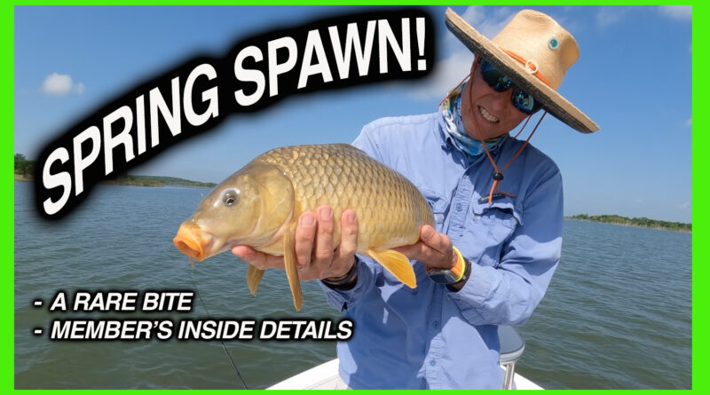 carp on fly