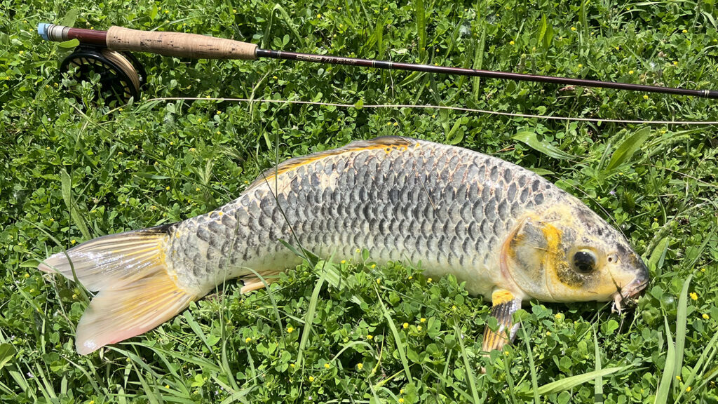 Koi Carp cross breed fish
