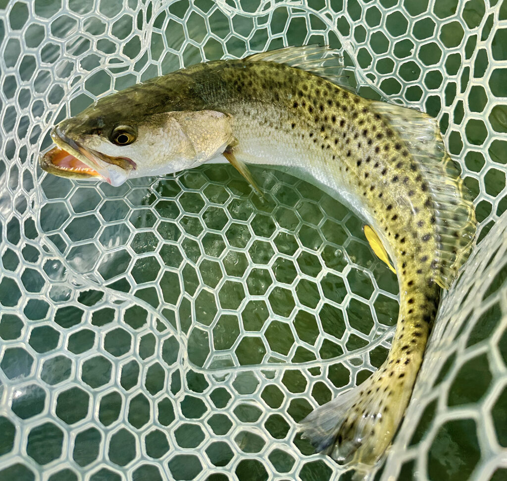 texasspeckledtroutlowerlagunamadre