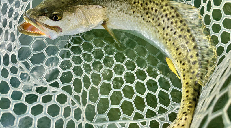 texasspeckledtroutlowerlagunamadre